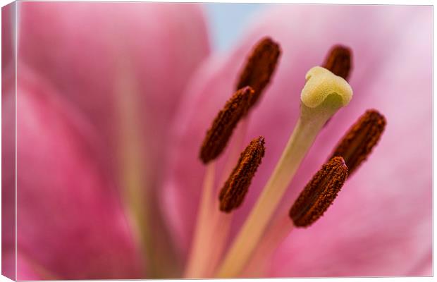 Pink Lily 8 Canvas Print by Steve Purnell