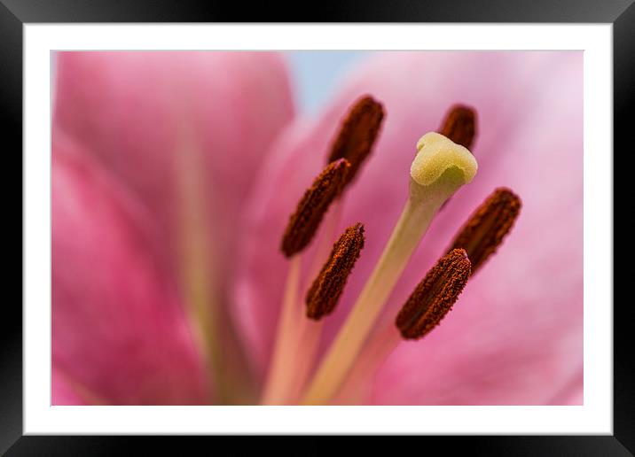 Pink Lily 8 Framed Mounted Print by Steve Purnell