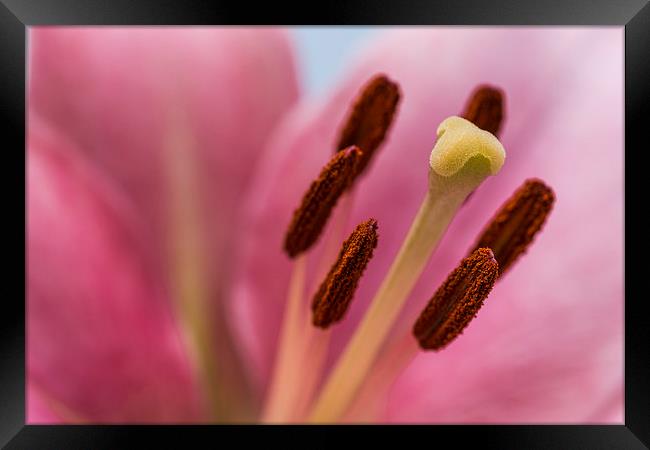Pink Lily 8 Framed Print by Steve Purnell