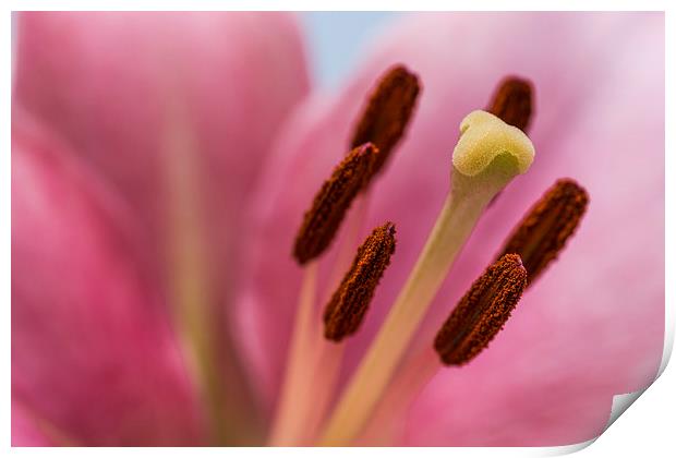 Pink Lily 8 Print by Steve Purnell
