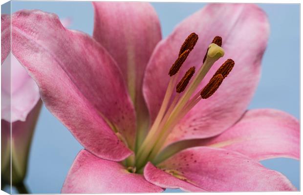 Pink Lily 9 Canvas Print by Steve Purnell