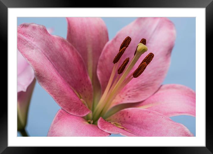 Pink Lily 9 Framed Mounted Print by Steve Purnell