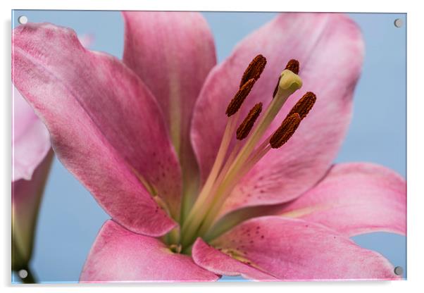 Pink Lily 9 Acrylic by Steve Purnell