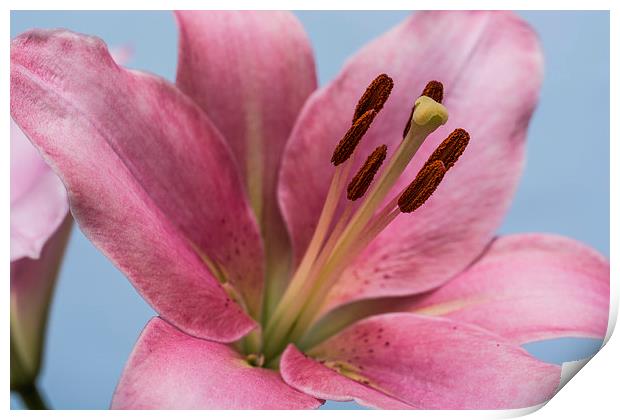 Pink Lily 9 Print by Steve Purnell