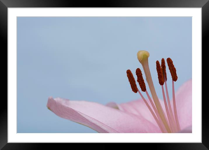 Pink Lily 10 Framed Mounted Print by Steve Purnell