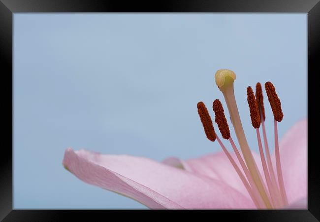 Pink Lily 10 Framed Print by Steve Purnell