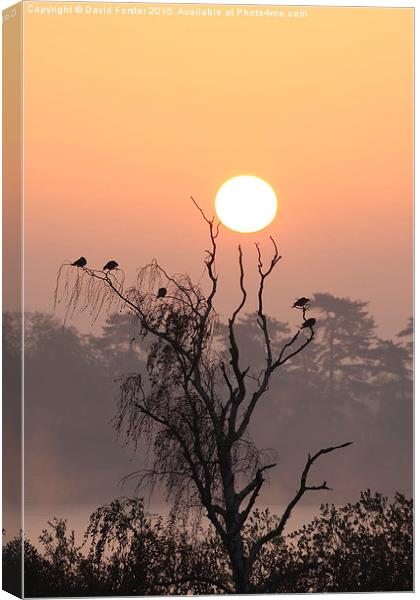 Arboreal Sunrise Canvas Print by David Forster