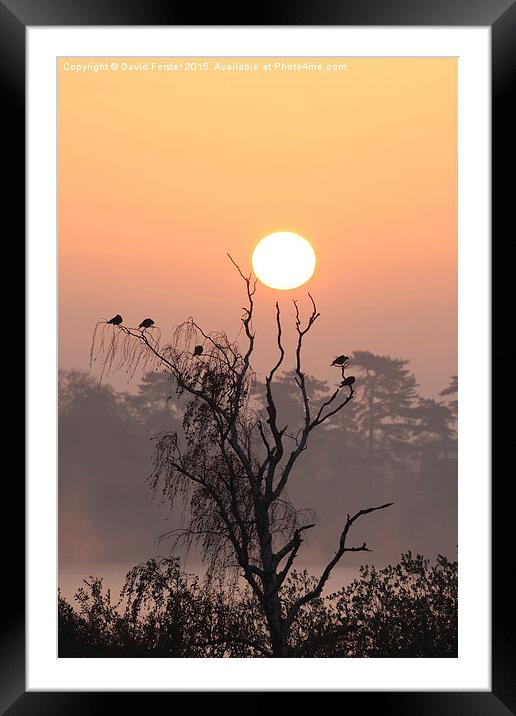 Arboreal Sunrise Framed Mounted Print by David Forster