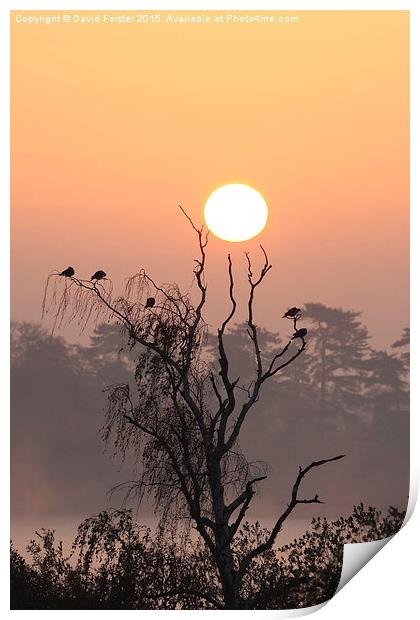 Arboreal Sunrise Print by David Forster