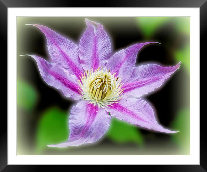  Clematis Surrealii Photoshopius Framed Mounted Print by Colin Metcalf