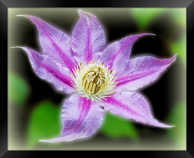  Clematis Surrealii Photoshopius Framed Print by Colin Metcalf