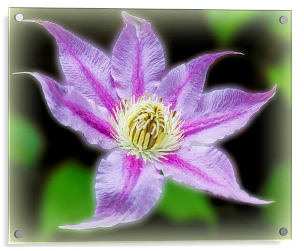  Clematis Surrealii Photoshopius Acrylic by Colin Metcalf