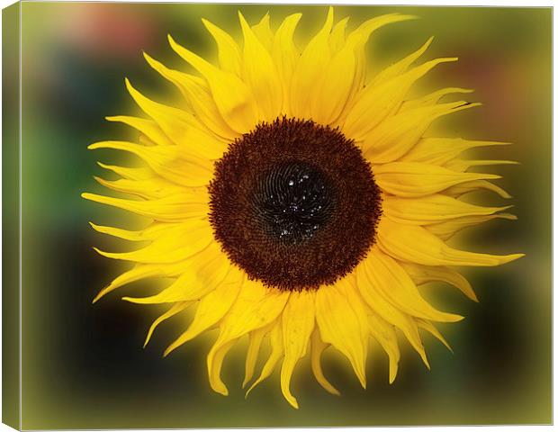  Sunflower Bizarrius Photoshopii Canvas Print by Colin Metcalf