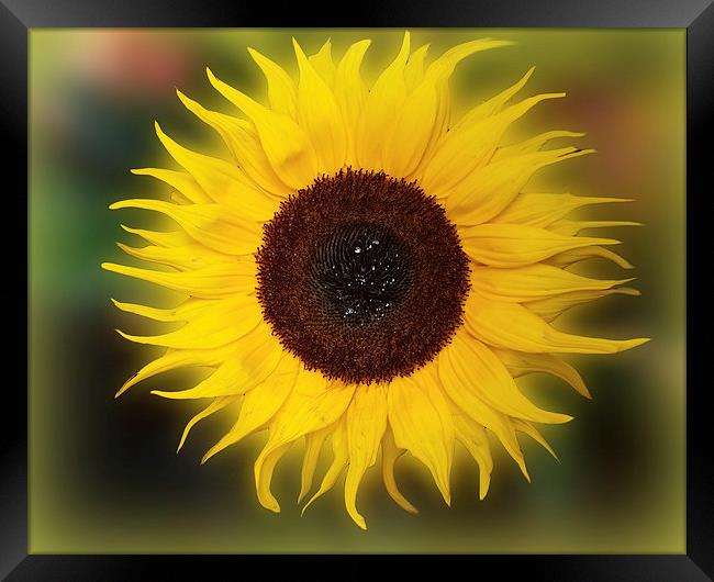 Sunflower Bizarrius Photoshopii Framed Print by Colin Metcalf