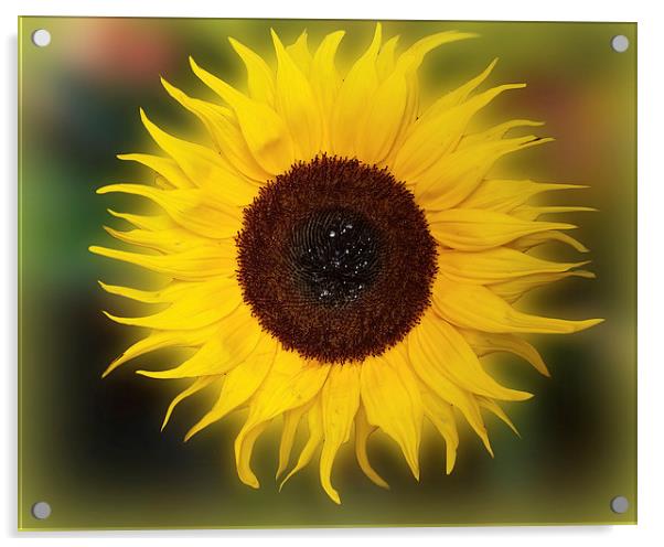  Sunflower Bizarrius Photoshopii Acrylic by Colin Metcalf