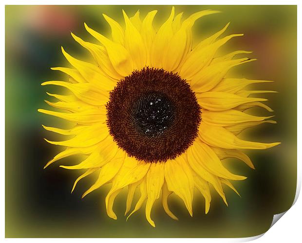  Sunflower Bizarrius Photoshopii Print by Colin Metcalf