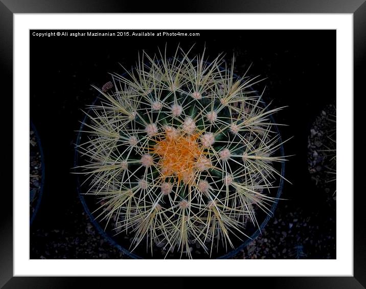  Cactus, Framed Mounted Print by Ali asghar Mazinanian