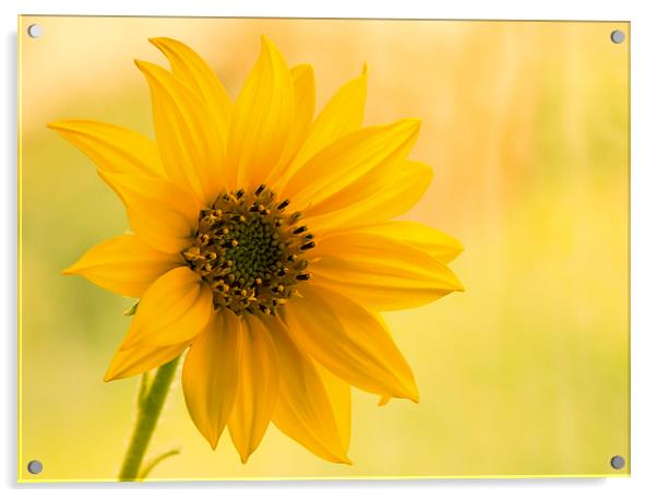  Sunflower Acrylic by Inguna Plume