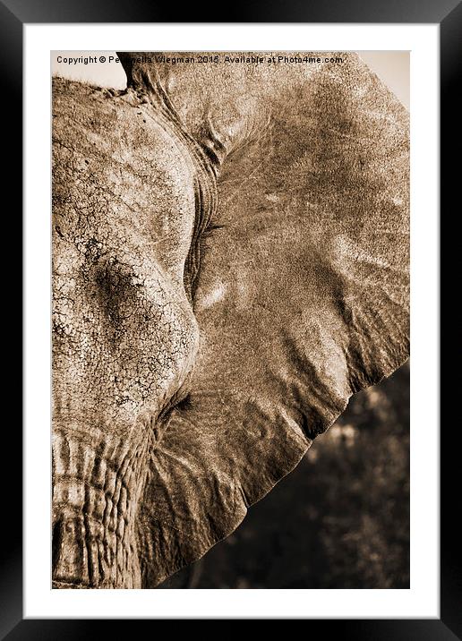 Elephant close-up Framed Mounted Print by Petronella Wiegman