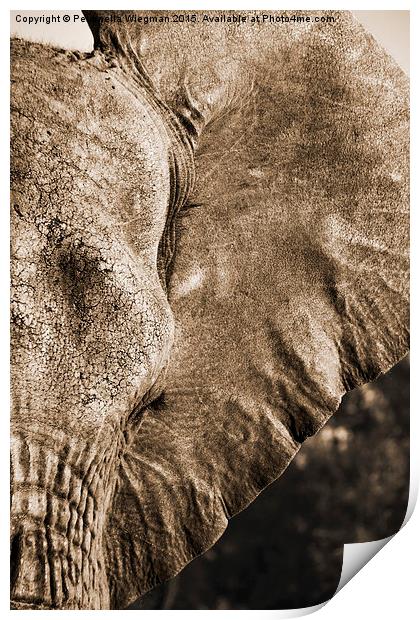 Elephant close-up Print by Petronella Wiegman