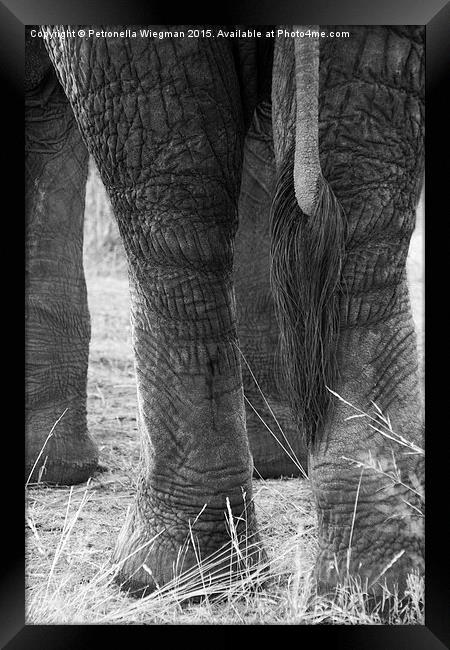  Elephants tail Framed Print by Petronella Wiegman
