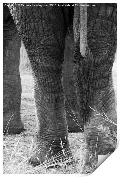 Elephants tail Print by Petronella Wiegman