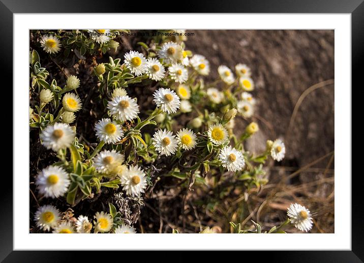 White Everlasting flowers Framed Mounted Print by Petronella Wiegman