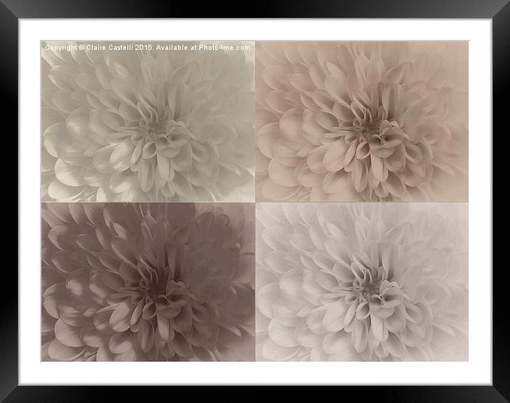  Neutral Chrysanthemums Framed Mounted Print by Claire Castelli
