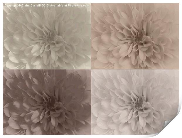  Neutral Chrysanthemums Print by Claire Castelli