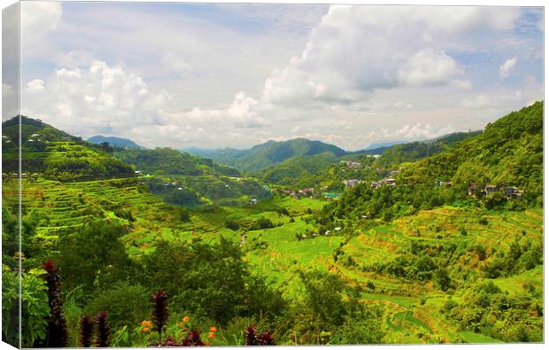  Baguio Rice Terraces 1 Canvas Print by Clive Eariss