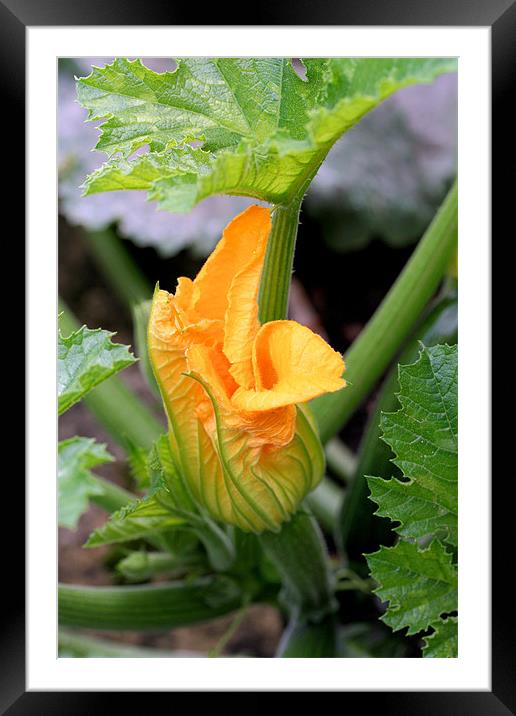 Courgette flower Framed Mounted Print by Ruth Hallam