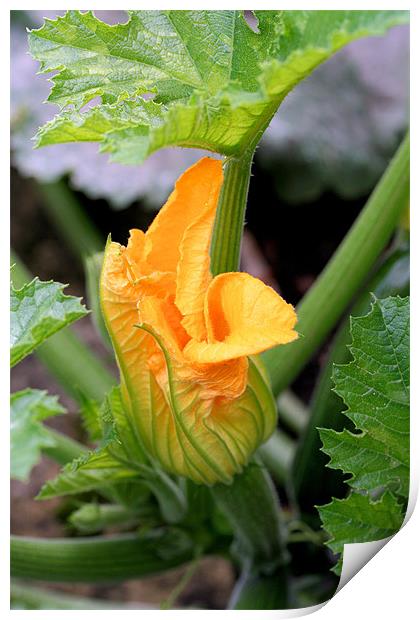 Courgette flower Print by Ruth Hallam