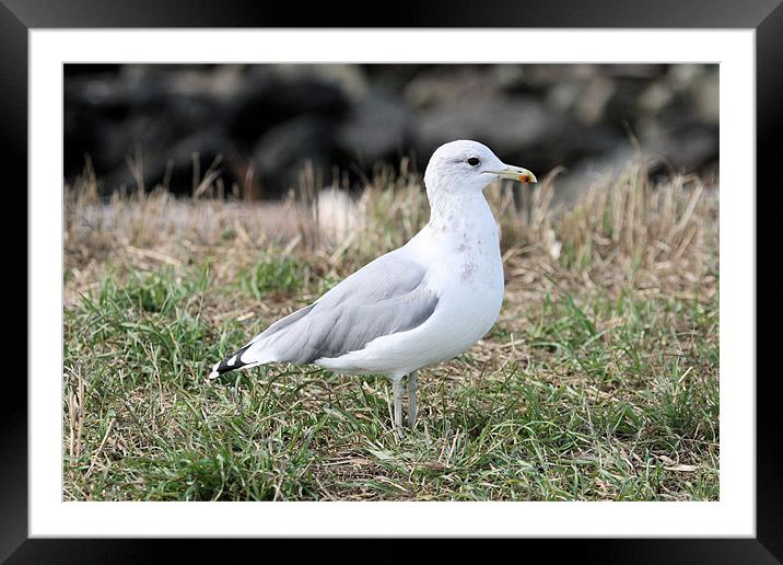 California gull 2 Framed Mounted Print by Ruth Hallam