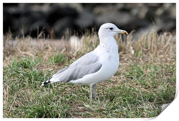 California gull 2 Print by Ruth Hallam