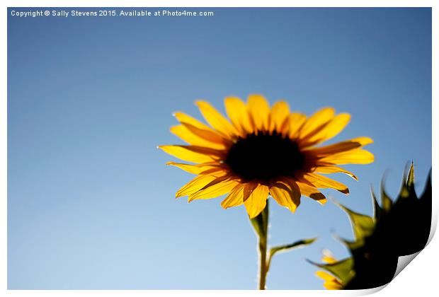  Provence Sunflower Print by Sally Stevens