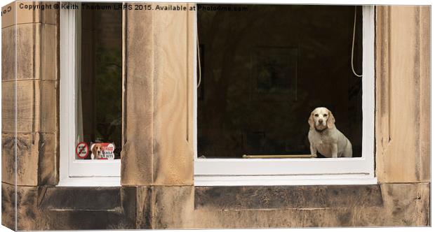 Beagle watch Canvas Print by Keith Thorburn EFIAP/b