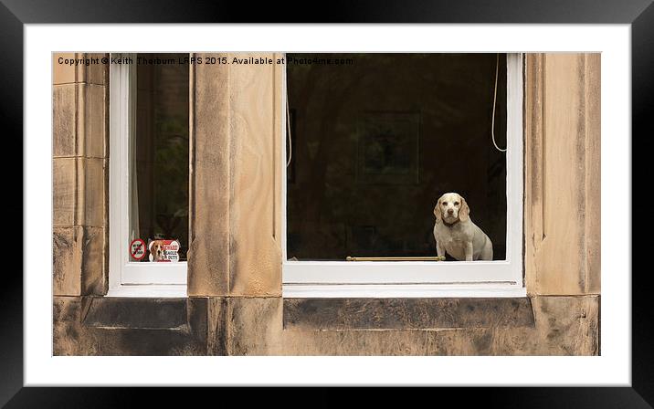 Beagle watch Framed Mounted Print by Keith Thorburn EFIAP/b