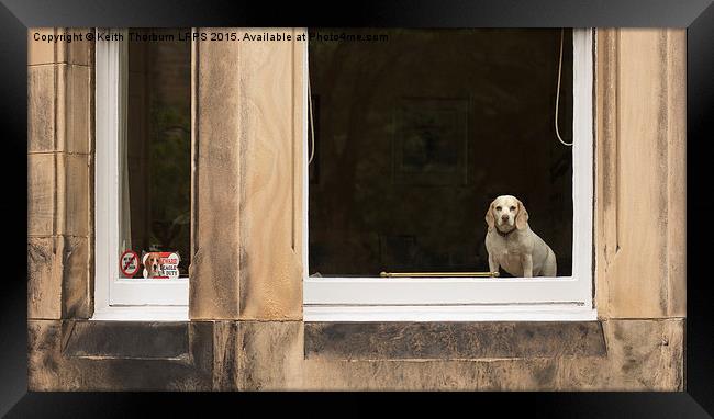 Beagle watch Framed Print by Keith Thorburn EFIAP/b