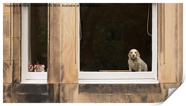 Beagle watch Print by Keith Thorburn EFIAP/b