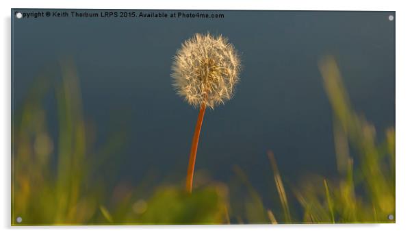  Dandelion Acrylic by Keith Thorburn EFIAP/b