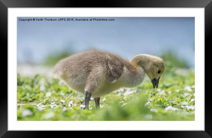  Goose Chick Framed Mounted Print by Keith Thorburn EFIAP/b