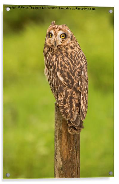 Short Eared Owl Acrylic by Keith Thorburn EFIAP/b