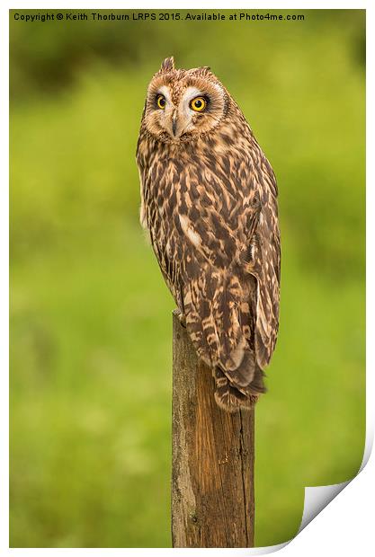 Short Eared Owl Print by Keith Thorburn EFIAP/b