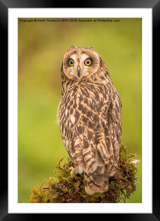 Short Eared Owl Framed Mounted Print by Keith Thorburn EFIAP/b