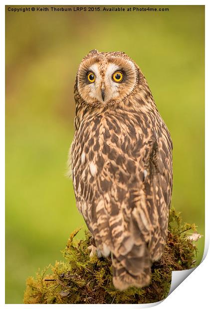 Short Eared Owl Print by Keith Thorburn EFIAP/b