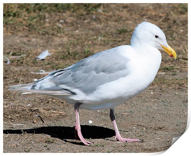 Glacous winged gull 2 Print by Ruth Hallam