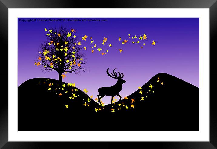  Autumn Stag Framed Mounted Print by Thanet Photos