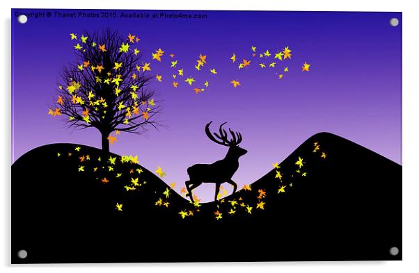  Autumn Stag Acrylic by Thanet Photos