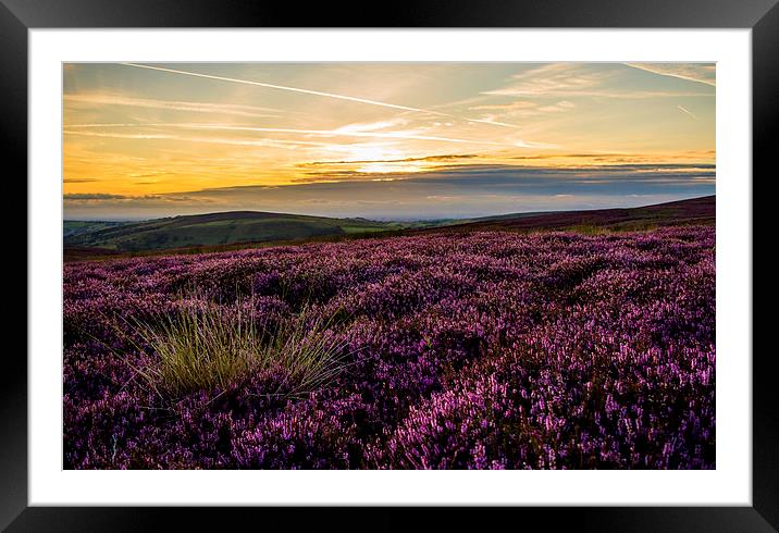  Amongst the Heather Framed Mounted Print by Laura Kenny