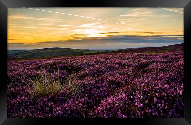  Amongst the Heather Framed Print by Laura Kenny